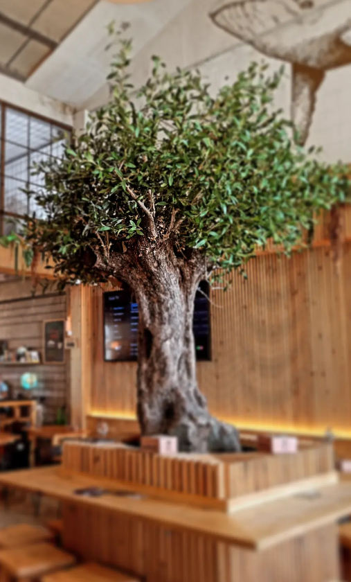 Interior con olivo — Passarola